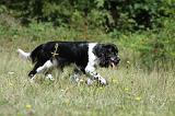 SPRINGER SPANIEL 022
